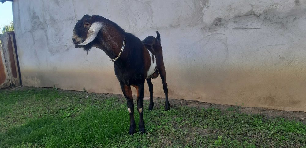Capra Metis .Anglo Nubian Nobila Germana