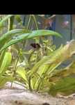 Melc asasin (asassin snail)