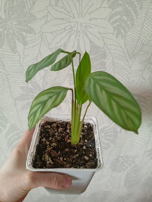 Продам комнатное растение