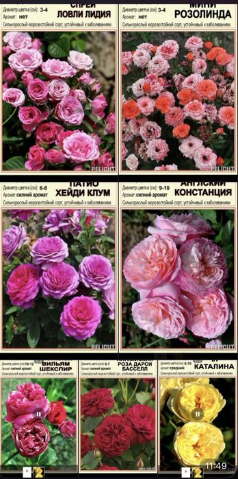 Диккат :: Дунёдаги Таникли АТИРГУЛЛАР