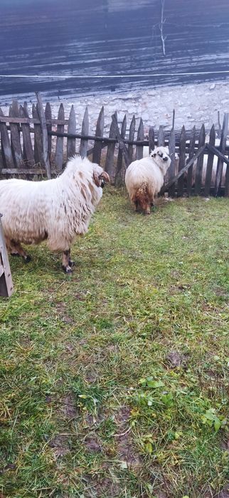 Vând o oaie și un berbec