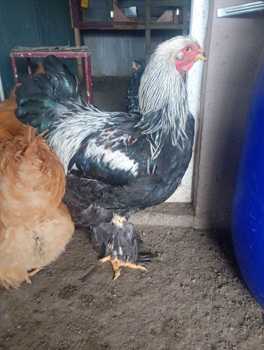 Brahma herminat închis