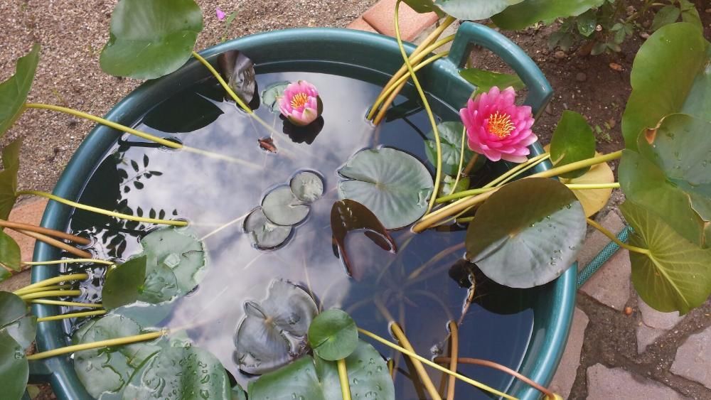 Vand nuferi, zambile de apa pentru iaz si diverse plante de margine