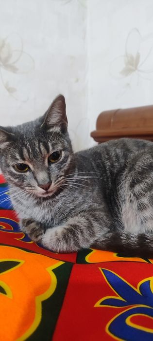 Отдам даром Кошку