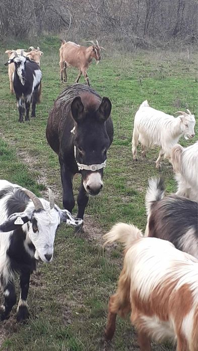 Vand magar invatat intre animale si la caruta