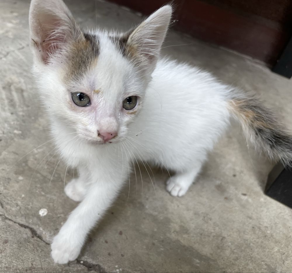 Pisoi alb 6 saptamani pentru adoptie
