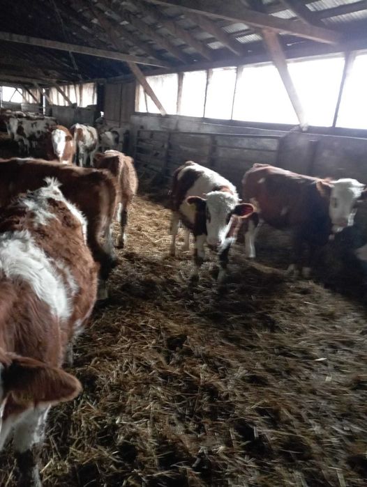 Viţei si vițele bălțată de carne