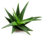Aloe - plantă ornamentală & medicinală