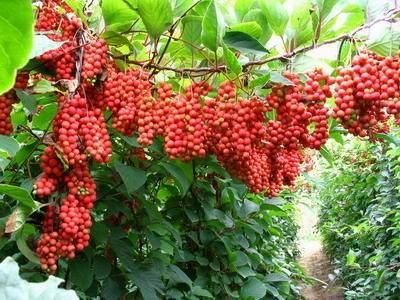 Arbuști Fructiferi (Schisandra )