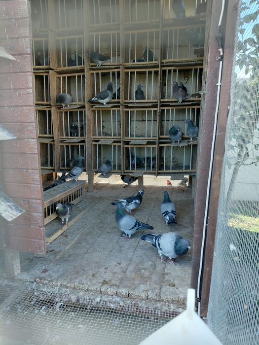 Vând porumbei-desființare crescatorie