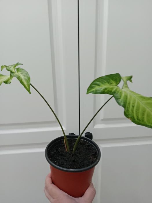 Комнатные растения разные