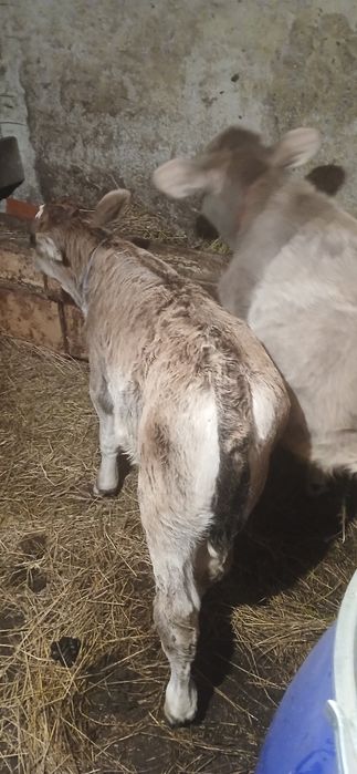 De vânzare doi taurasi