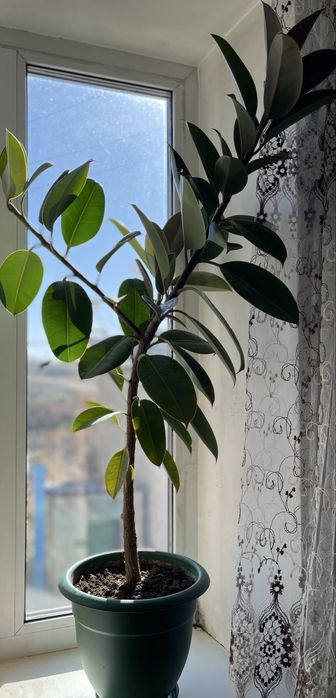 Фикус комнатное растение