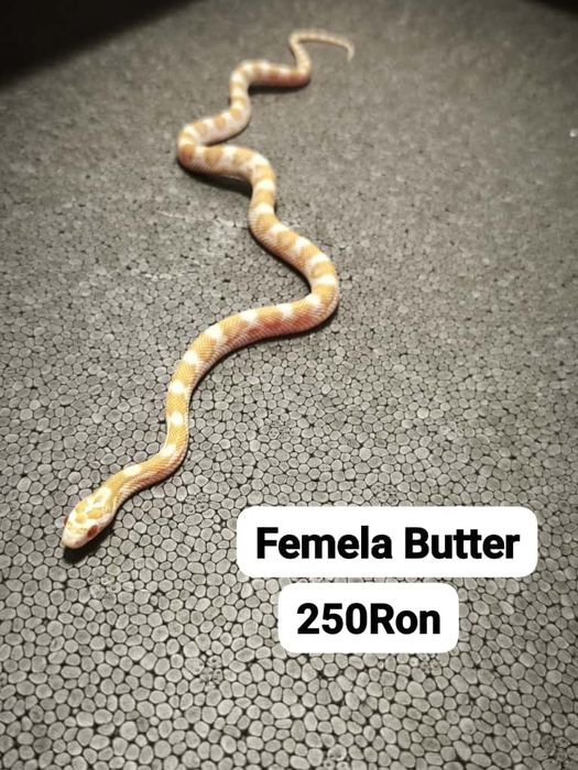 Sarpe Corn Snake 
Docili , perfecti pentru incepatori , mananca