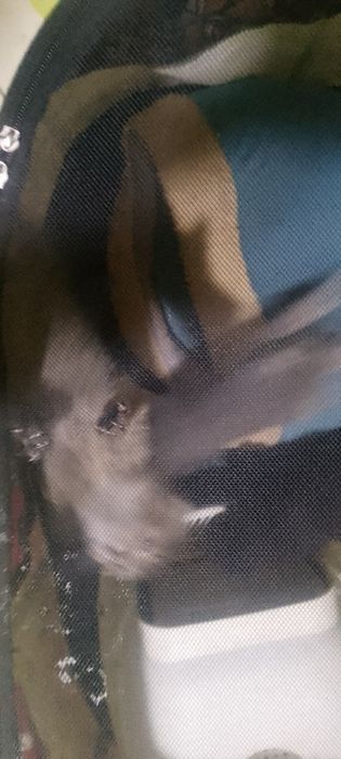 Zotdor  mushuklar bolasbor