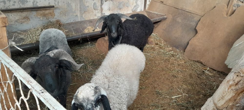 Кучкор кузилар сотилади галишамиз