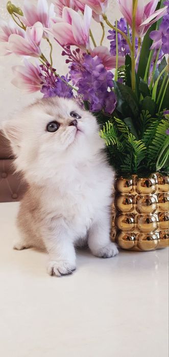 Продается чистокровный котят 1.5 месяц. Мальчик