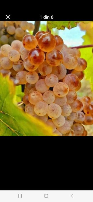 Struguri de vin Productie 2025