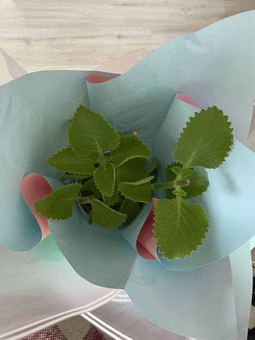 Пайдалы гүл өсімдігі. Көптеген ауруларға ем