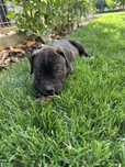 Rezervare femela cane corso