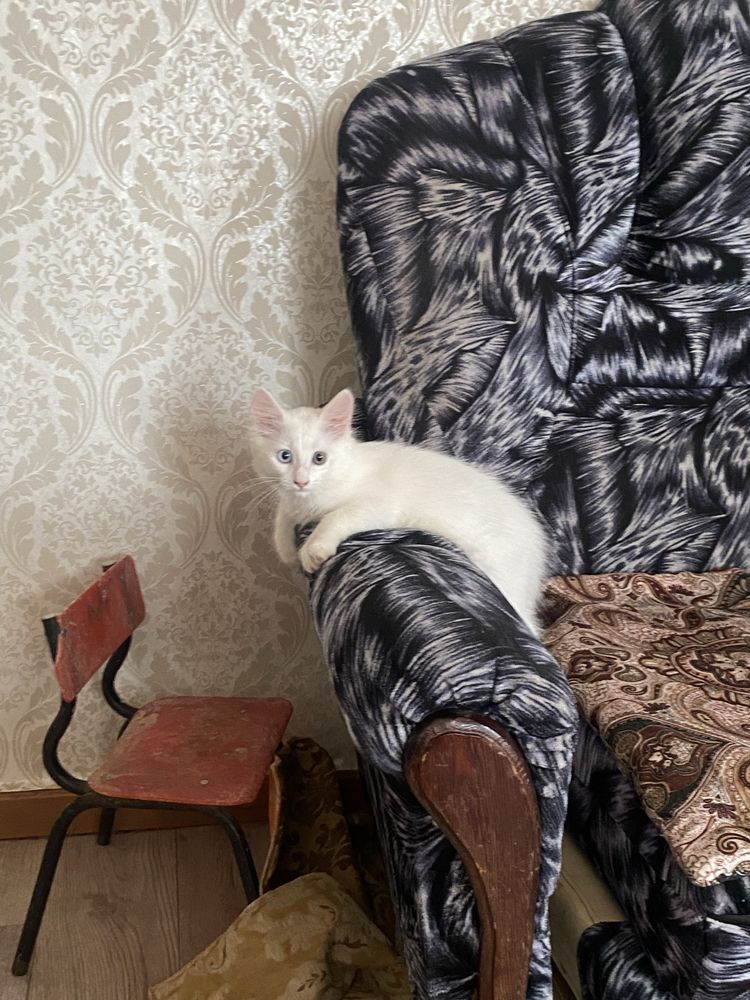 Продам Ванского котенка