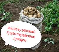 Картошка, огород