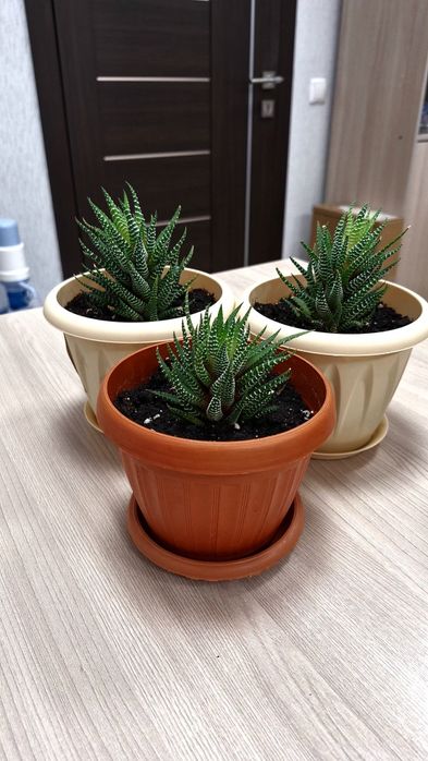 Цветок Хавортия жемчужная (Haworthia margaritifer)