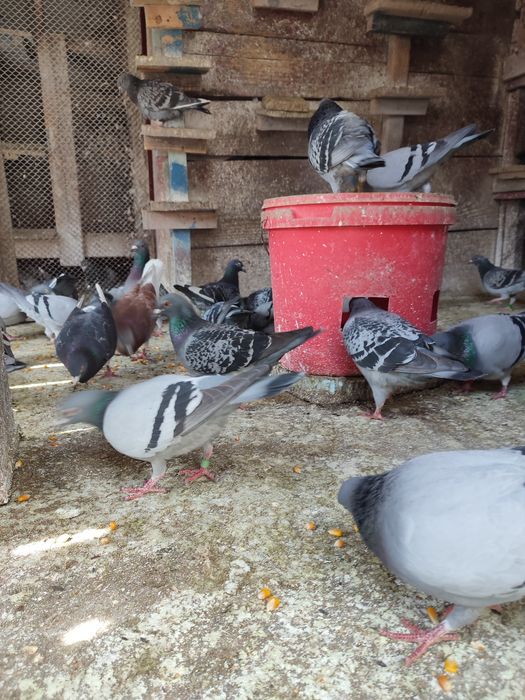 Ofer gratuit masculi porumbei