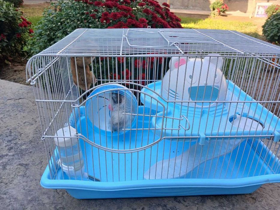 Xomyak 2 ta, qafasi bilan