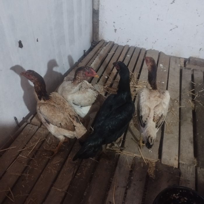 Товук бобоки сотилади тоза хоть 3 та сарик 200  мингдан