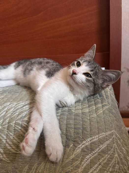 Котенок девочка 3 месяца. В добрые руки бесплатно