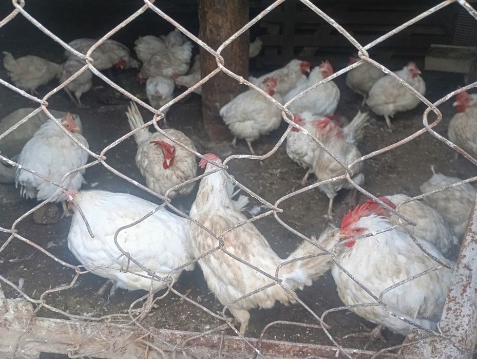 Продам курей срочно