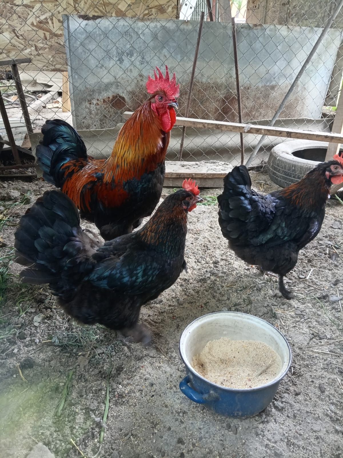 Găini marans negru arămiu