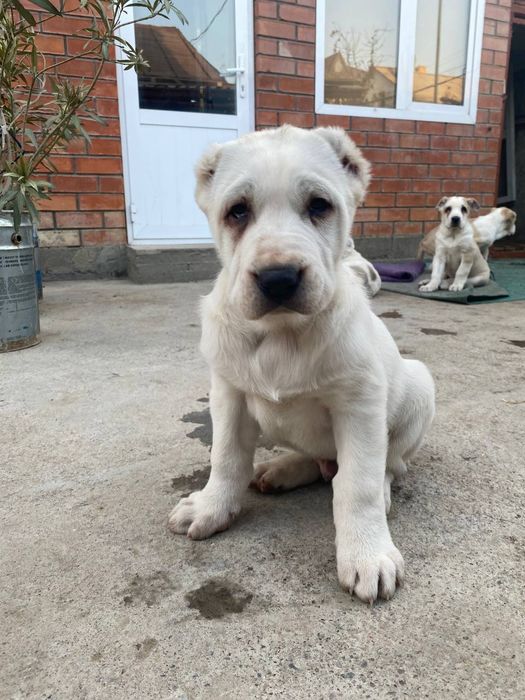 Алабай  щеночки  чистокровные