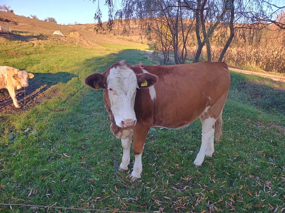 Vând vițea de 1 an și 3 luni