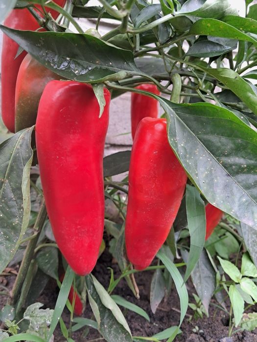 Продам   баклажаны перец    домашние