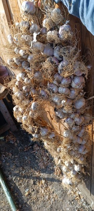 Продам чеснок озимый местный