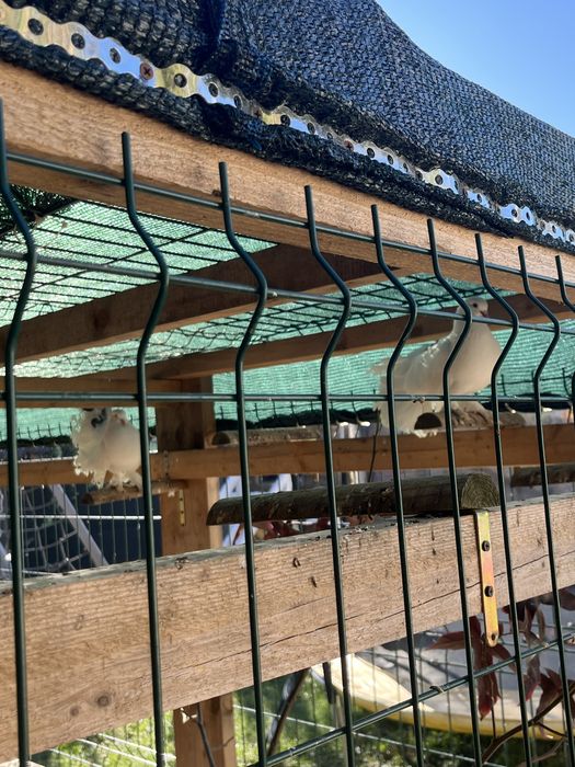 Porumbei King si ornamentali