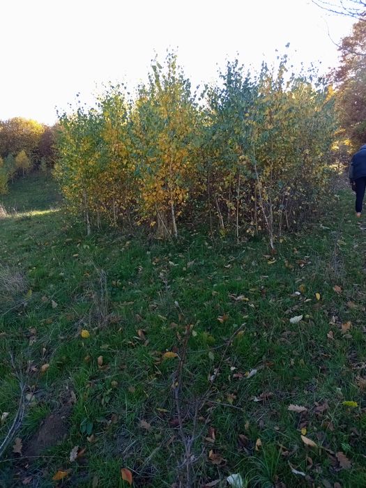 Mesteacăn alb între 0.5 și 4 m