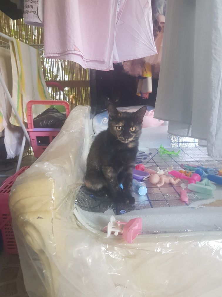 Пристраиваем котят