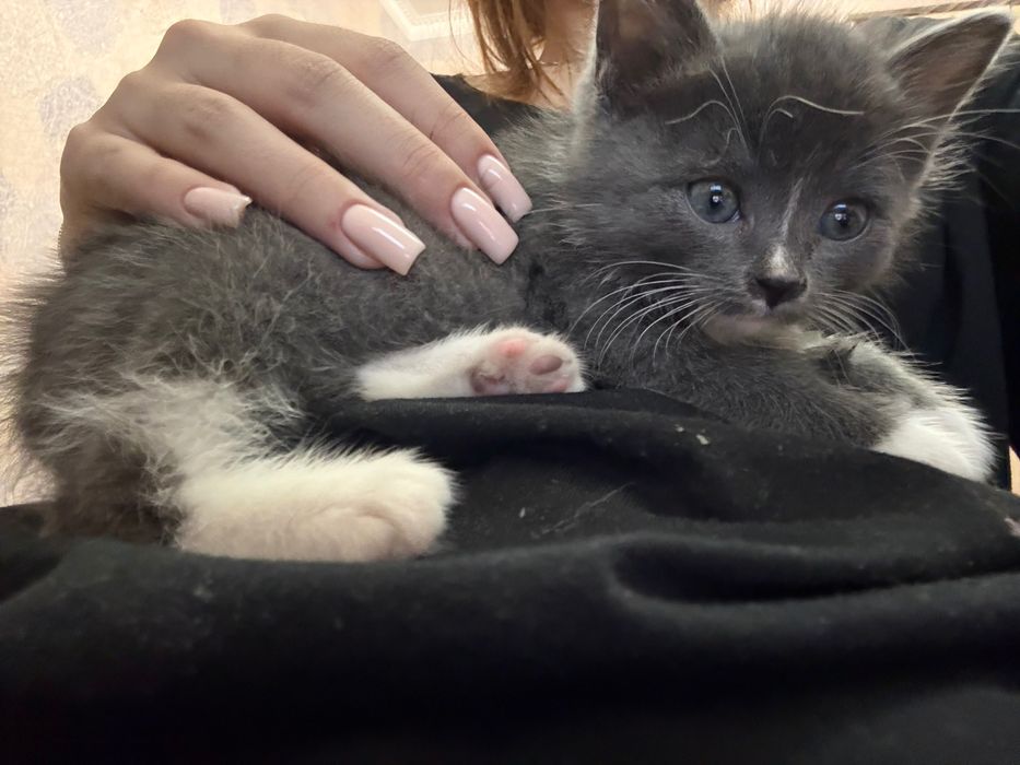 Отдам котенка за 2000тг с лотком, приученная