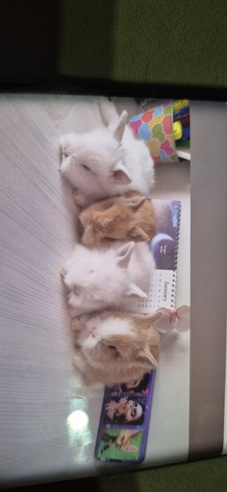 Iepuri mici pitici toate culorile