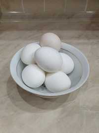 Продам яйцо куриное домашнее