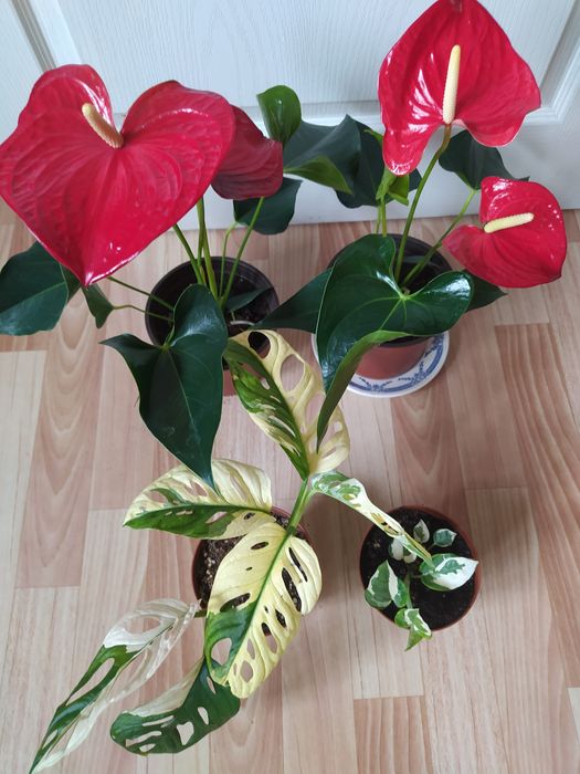 Комнатные цветы в ассортименте