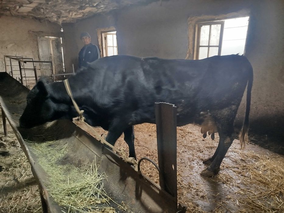 Angus parodali sigir