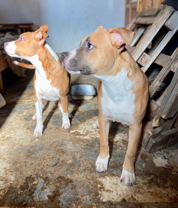 Кученца Американски стафордшир териер