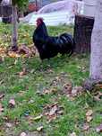 Găini Australorp