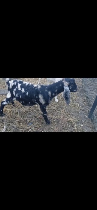 Vând țap aglo nubian