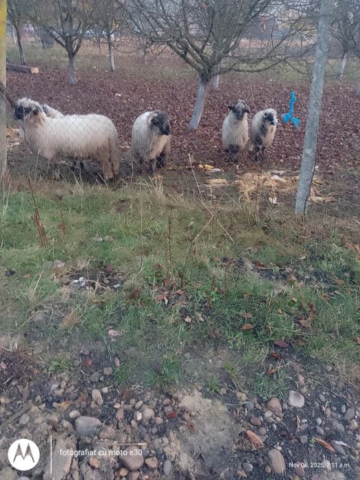 Vând 4 mile tinere și un berbec