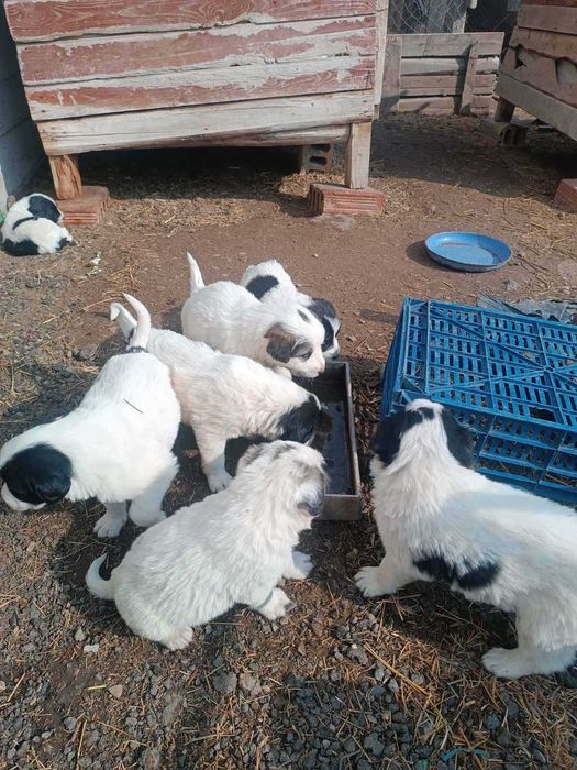 Продавам кученца порода Каракачанска овчарка